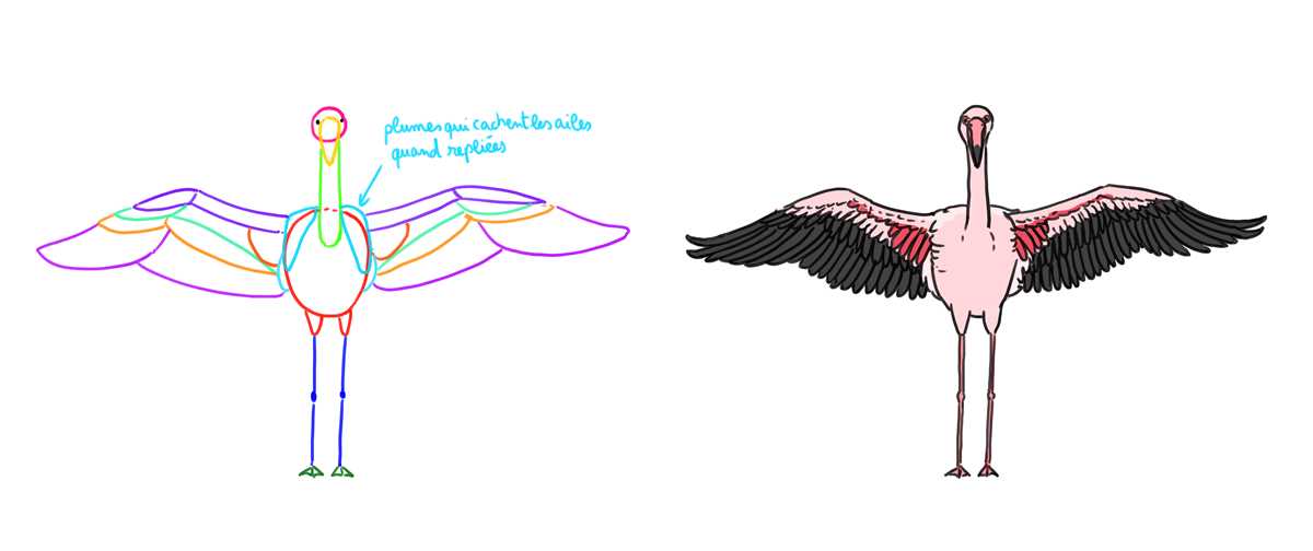 body parts flamingo diagram
