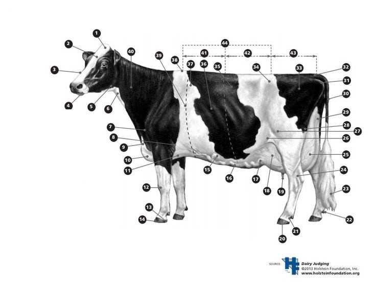 cattle parts diagram