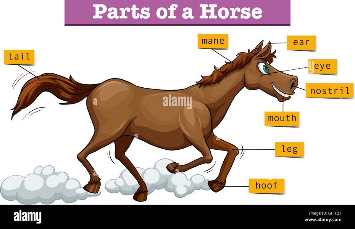 diagram parts of a horse diagram parts of a horse