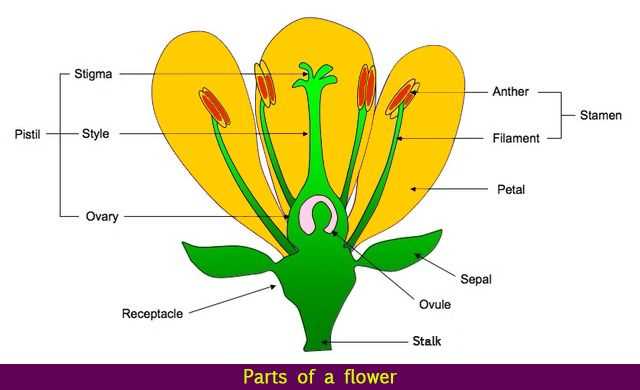 flower diagram with labeled parts flower diagram with labeled parts