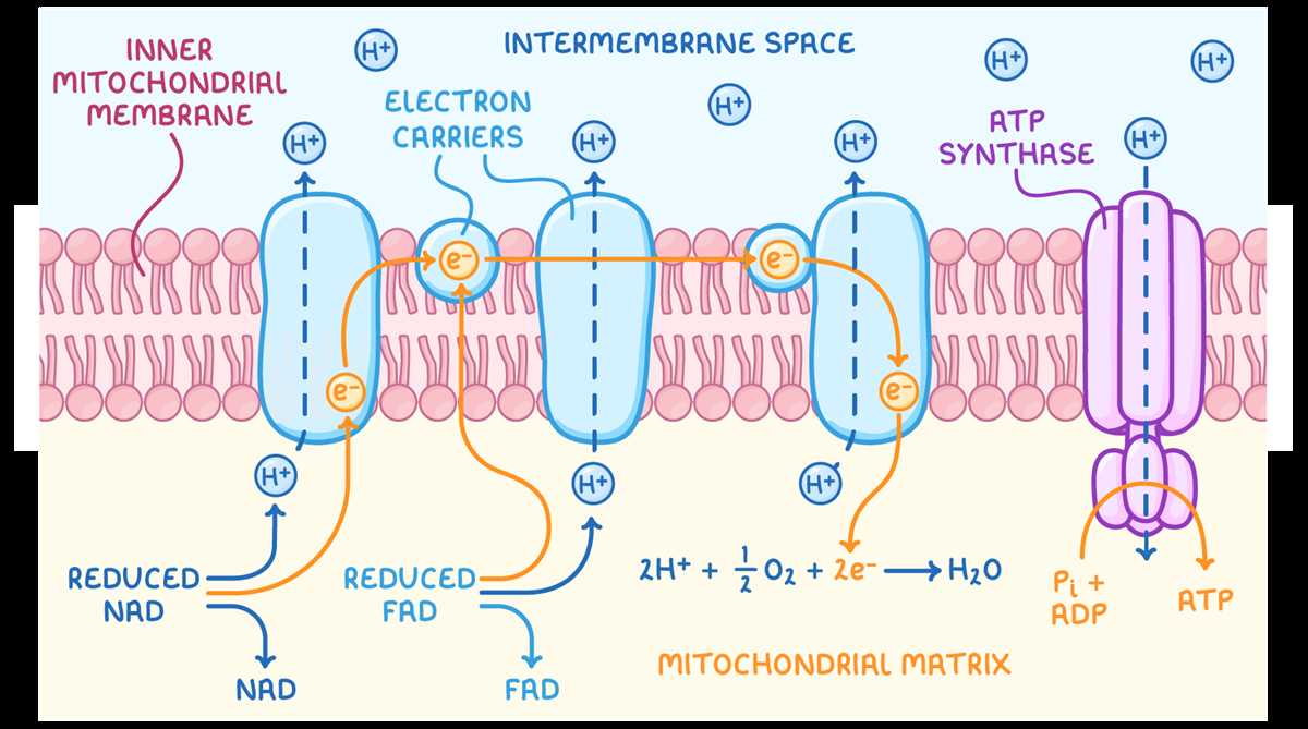 label the different parts of oxidative phosphorylation in the diagram label the different parts of oxidative phosphorylation in the diagram