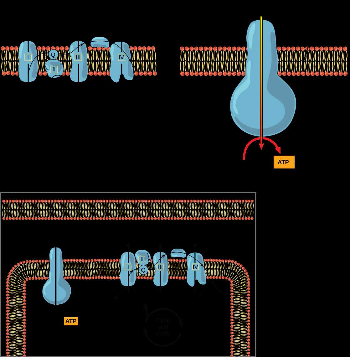 label the different parts of oxidative phosphorylation in the diagram label the different parts of oxidative phosphorylation in the diagram