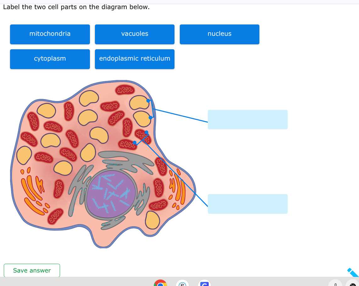 label the two cell parts on the diagram below.