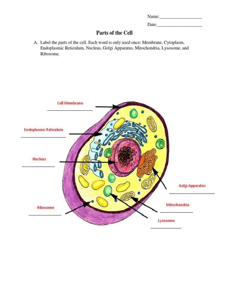 label the two cell parts on the diagram below.
