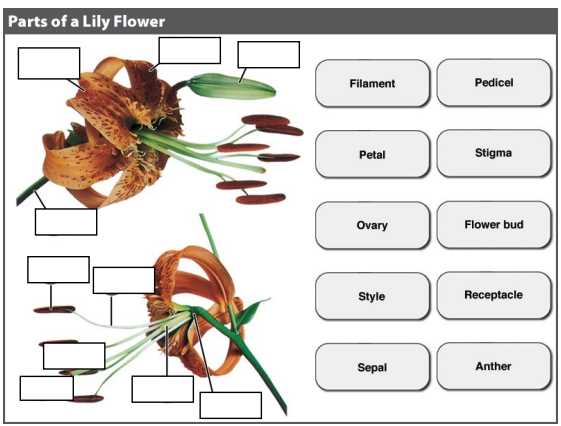 parts of a lily flower diagram parts of a lily flower diagram