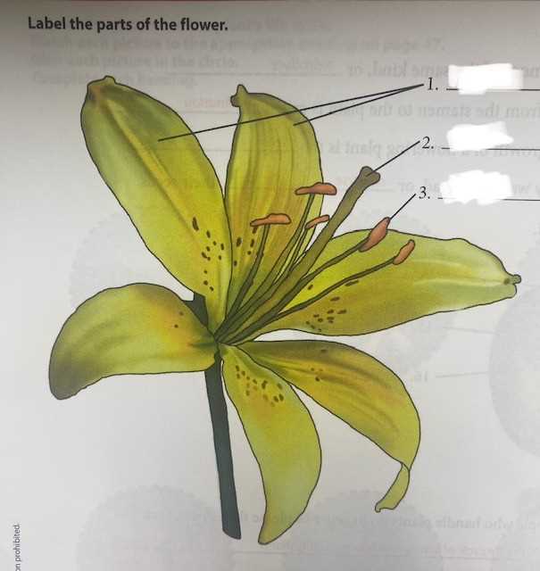 parts of a lily flower diagram parts of a lily flower diagram