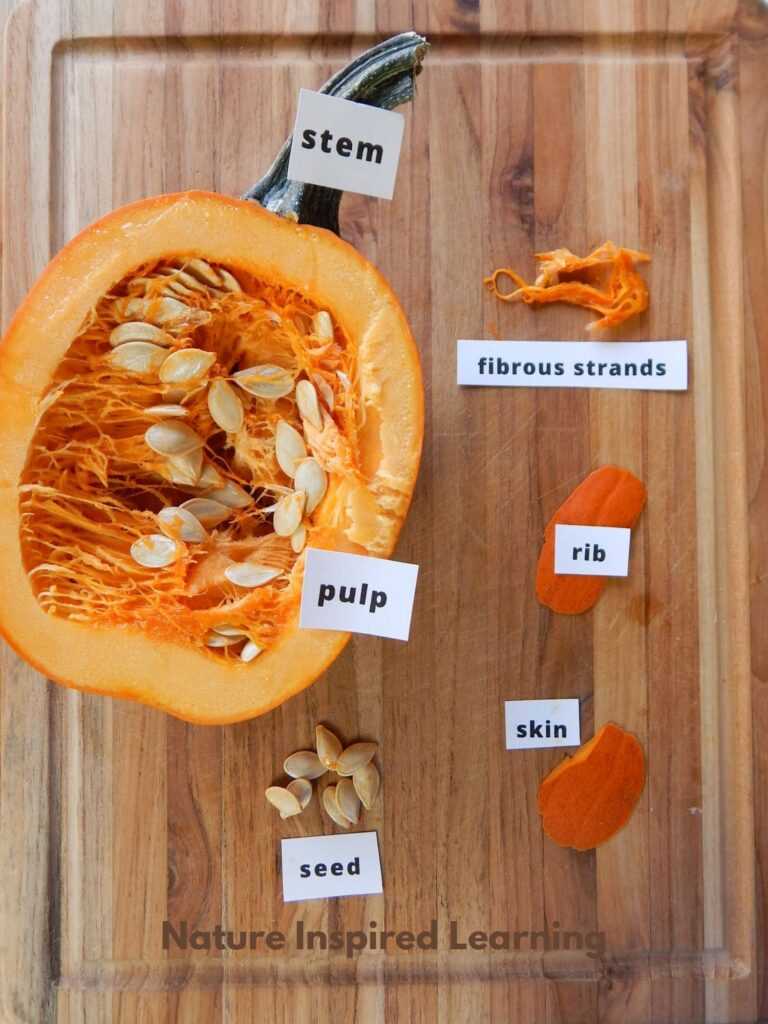 parts of a pumpkin diagram parts of a pumpkin diagram