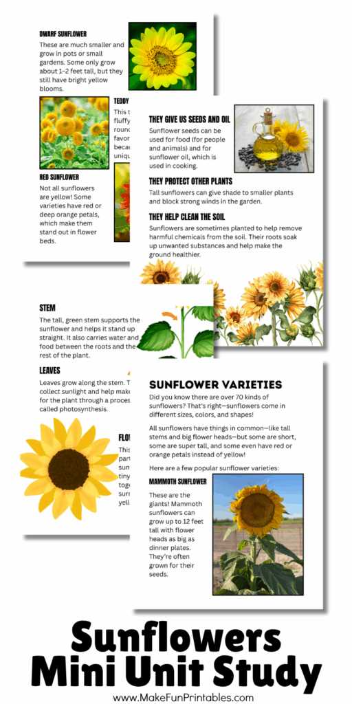 parts of a sunflower diagram