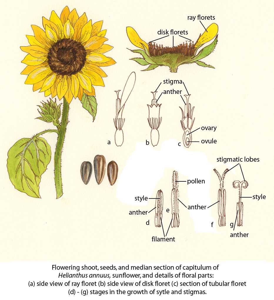 parts of a sunflower diagram