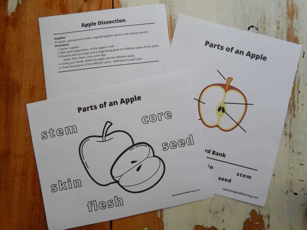 parts of an apple diagram parts of an apple diagram