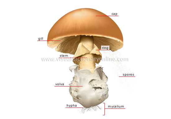 parts of mushroom diagram