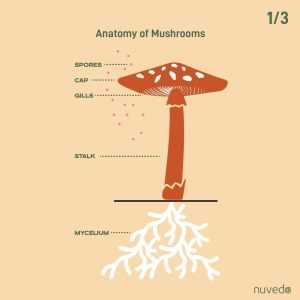 parts of mushroom diagram