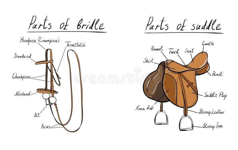 parts of the saddle diagram