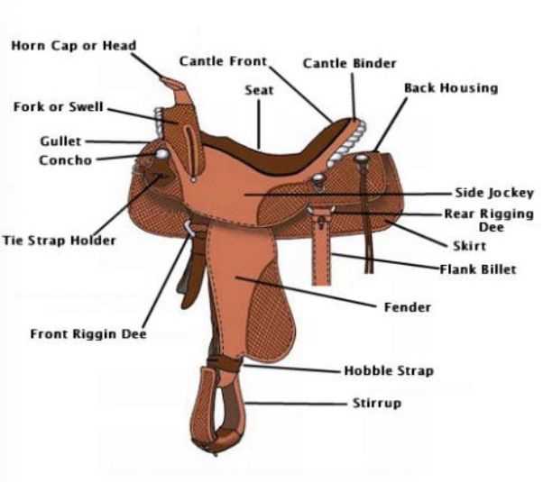parts of the saddle diagram