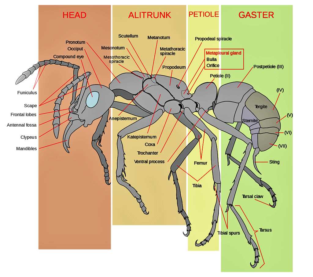 ant body parts diagram
