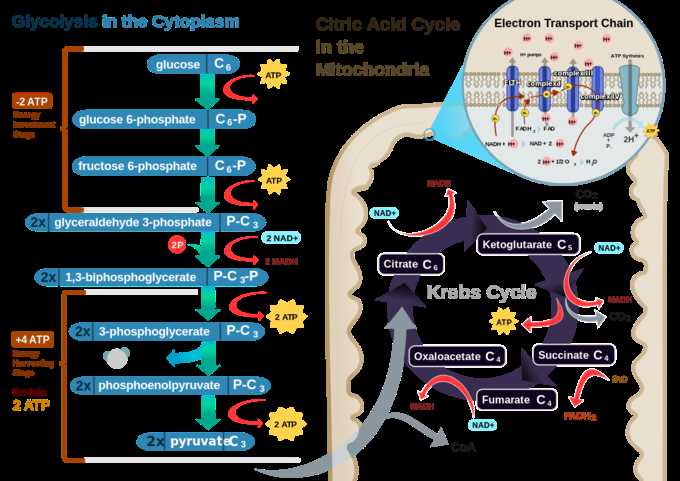 label the different parts of oxidative phosphorylation in the diagram label the different parts of oxidative phosphorylation in the diagram