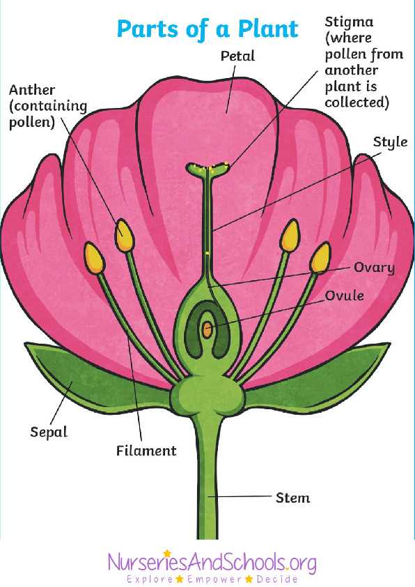diagram label the parts of a plant diagram label the parts of a plant