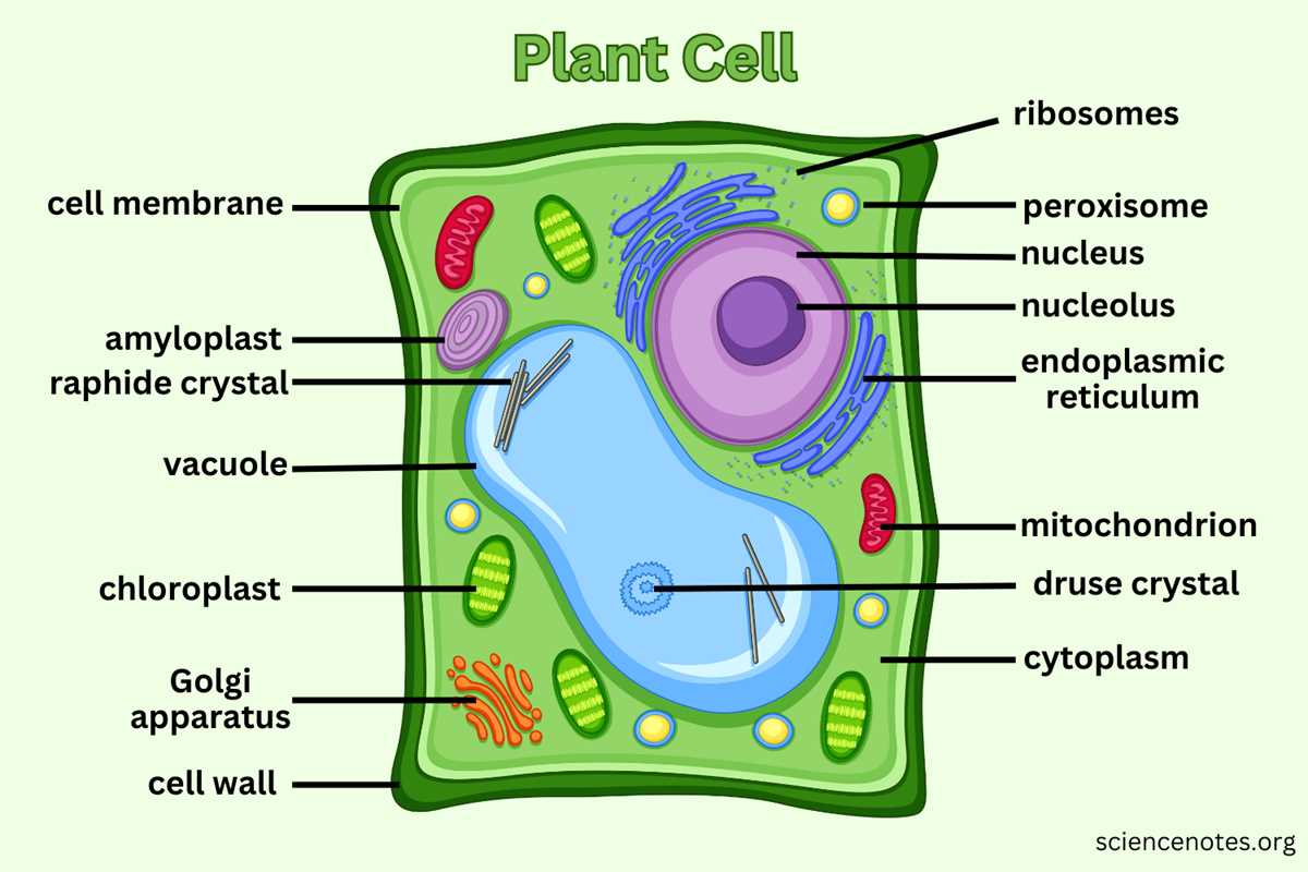 diagram label the parts of a plant diagram label the parts of a plant