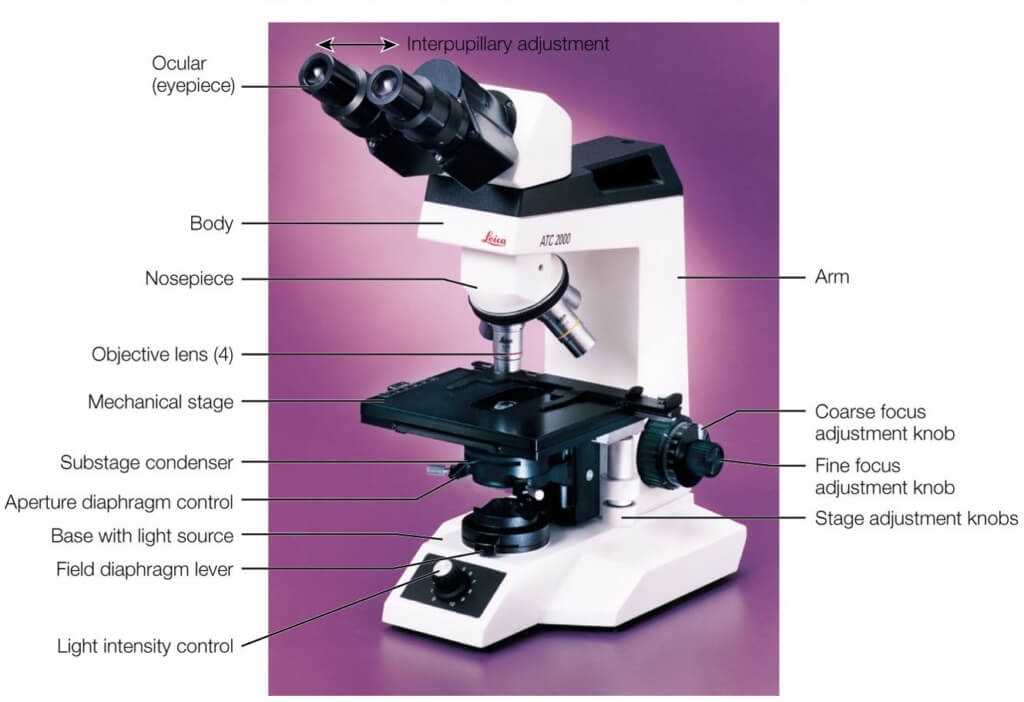 diagram of microscope parts