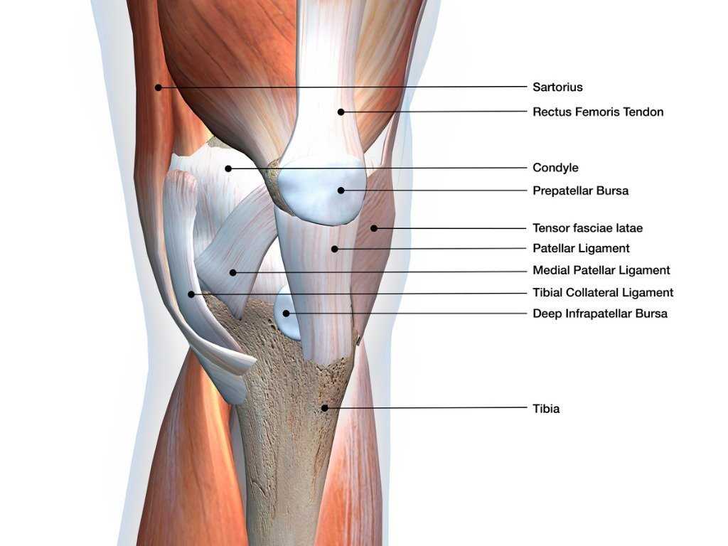 diagram of parts of the knee
