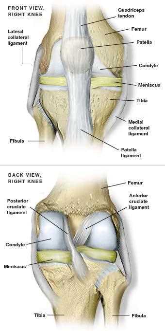 diagram of parts of the knee