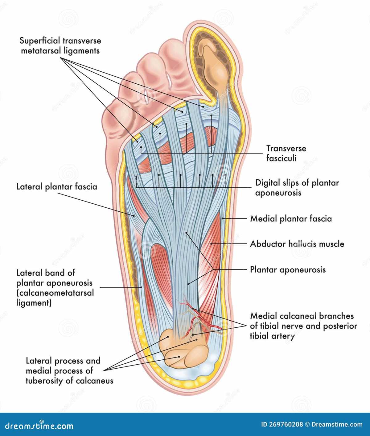 diagram of the foot parts diagram of the foot parts