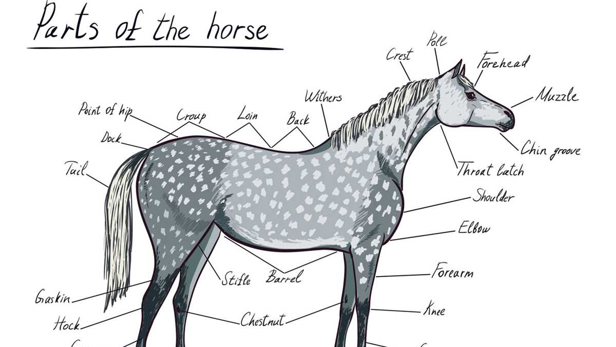 diagram parts of a horse diagram parts of a horse