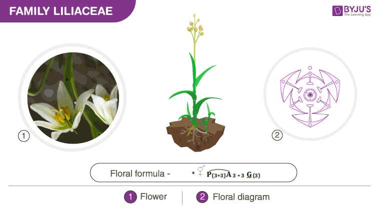 parts of a lily flower diagram parts of a lily flower diagram