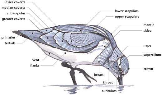 feather parts diagram feather parts diagram