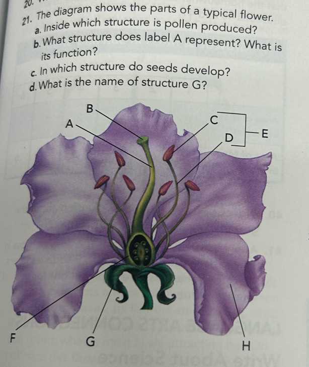 flower diagram with labeled parts flower diagram with labeled parts