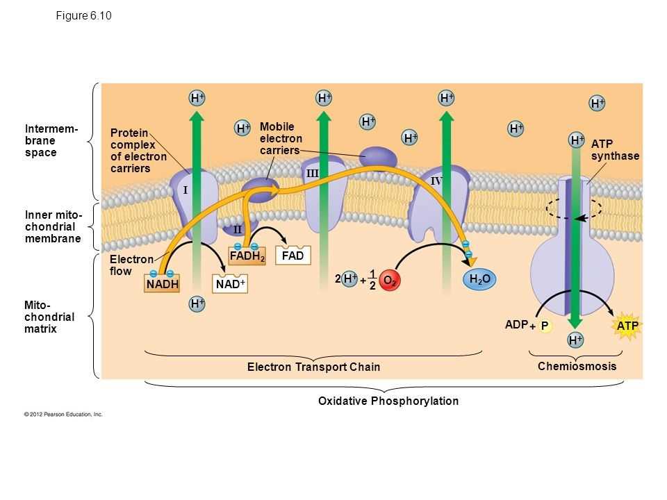 label the different parts of oxidative phosphorylation in the diagram label the different parts of oxidative phosphorylation in the diagram