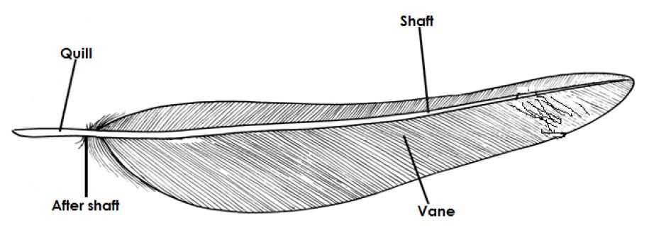 feather parts diagram feather parts diagram