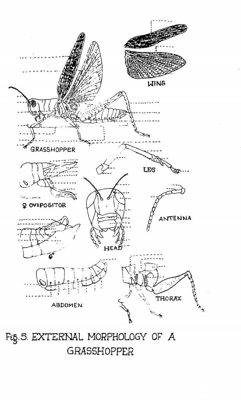 grasshopper parts diagram