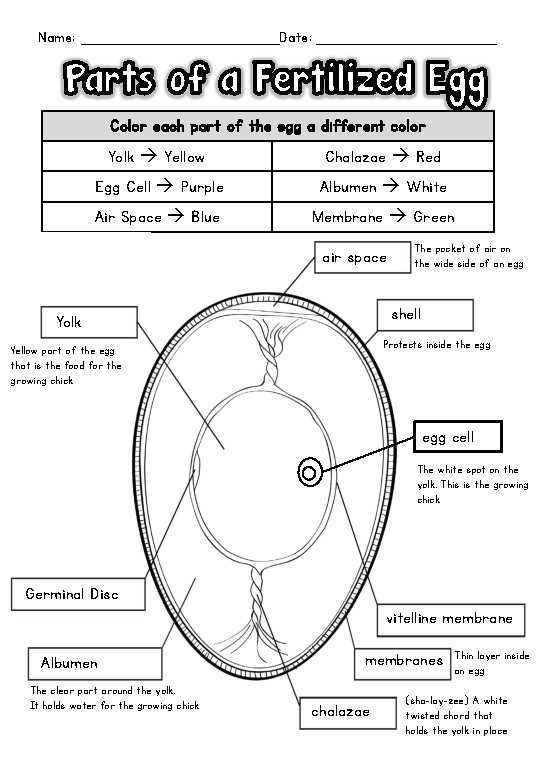 green egg parts diagram green egg parts diagram