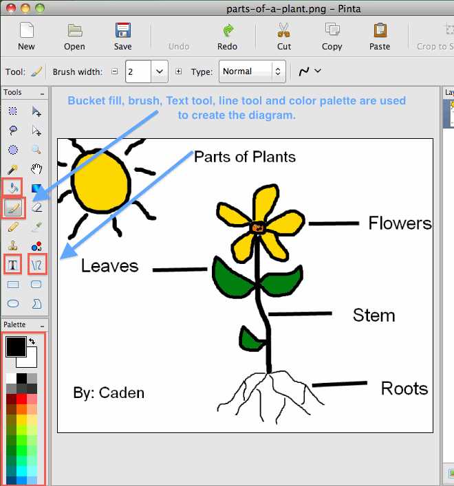 diagram label the parts of a plant diagram label the parts of a plant