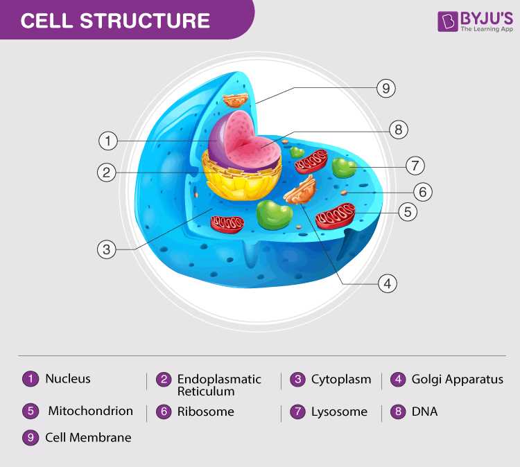 label the two cell parts on the diagram below.