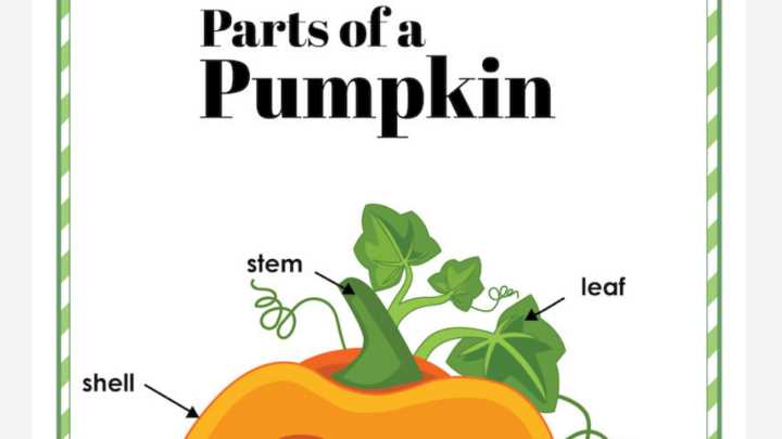 parts of a pumpkin diagram parts of a pumpkin diagram