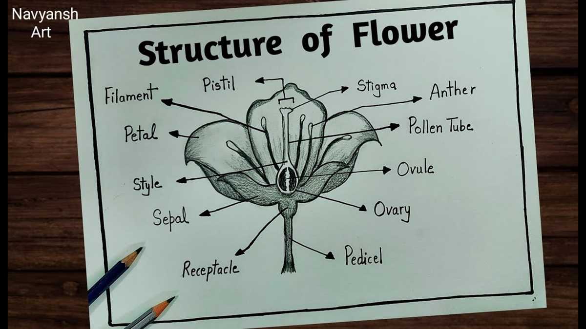 flower diagram with labeled parts flower diagram with labeled parts