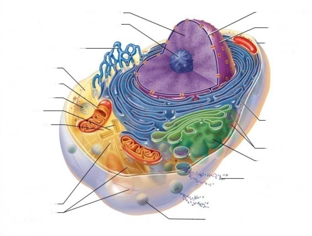 label the two cell parts on the diagram below.