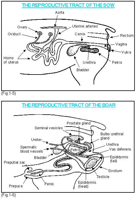 parts of a hog diagram parts of a hog diagram