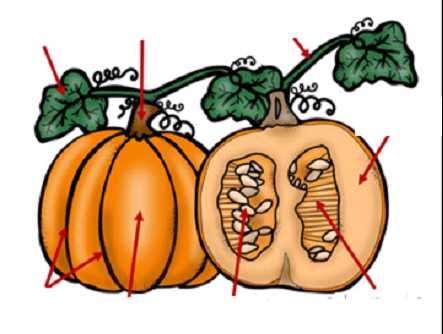 parts of a pumpkin diagram parts of a pumpkin diagram