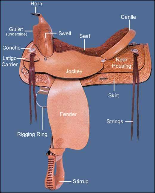 parts of a saddle diagram parts of a saddle diagram
