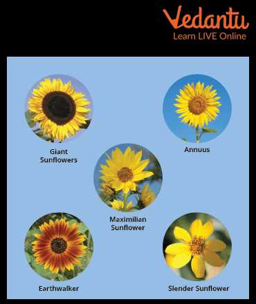 parts of a sunflower diagram