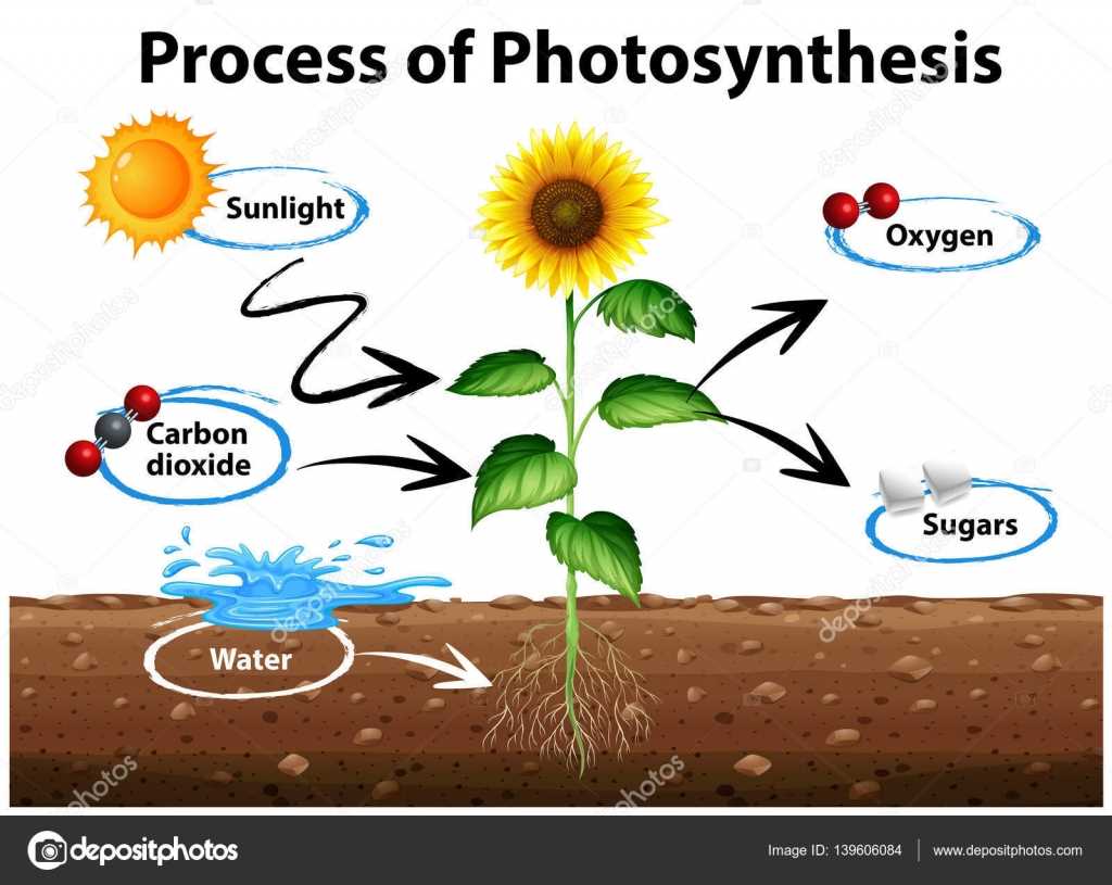 parts of a sunflower diagram