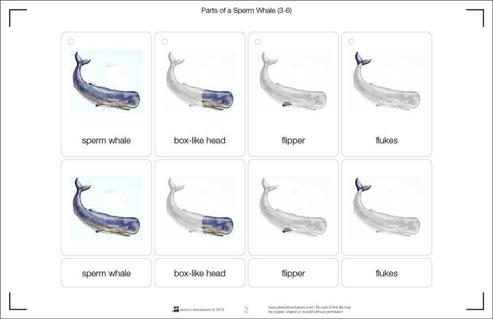 parts of a whale diagram