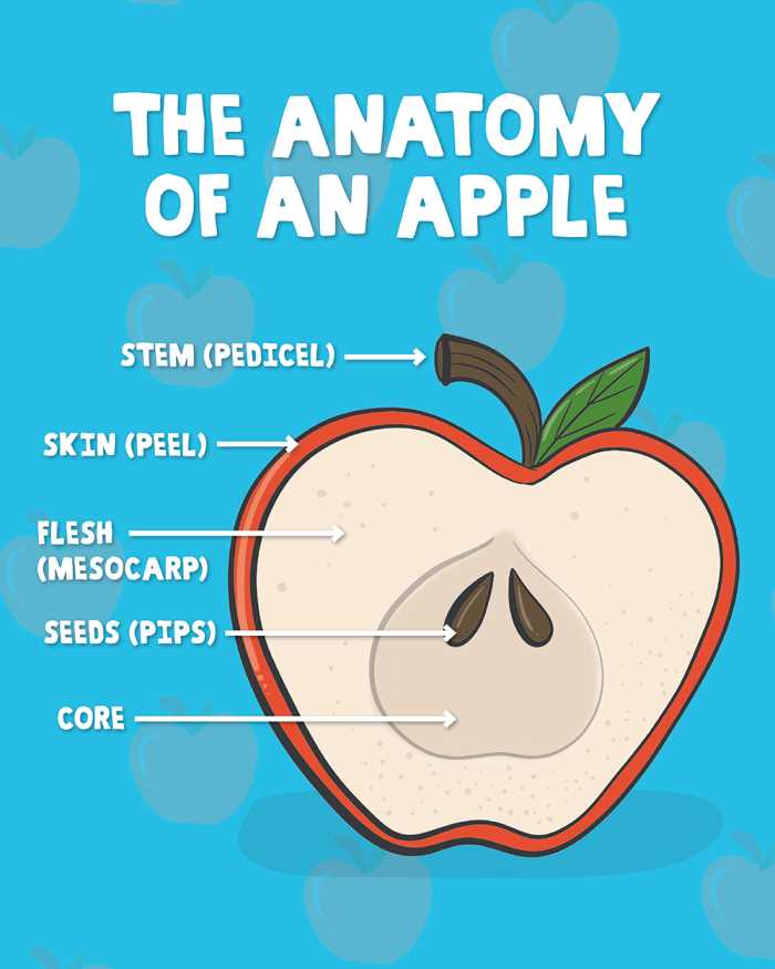 parts of an apple diagram parts of an apple diagram