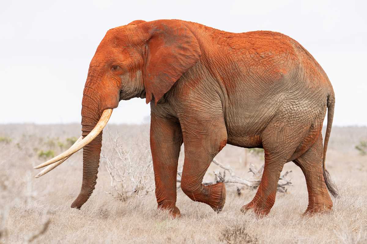 parts of an elephant diagram