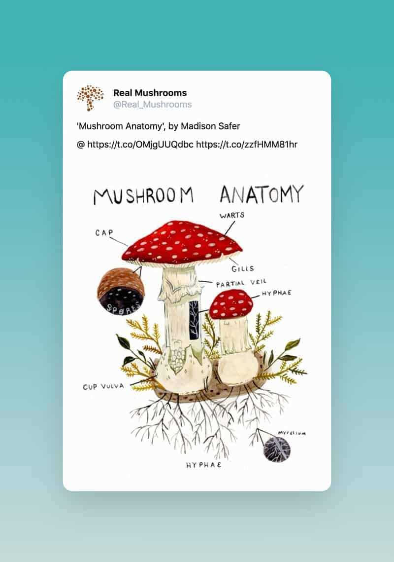 parts of mushroom diagram