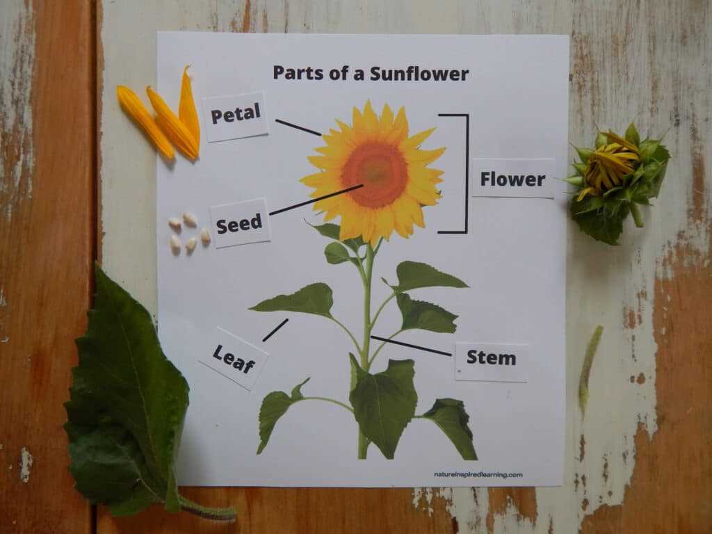 parts of sunflower diagram parts of sunflower diagram