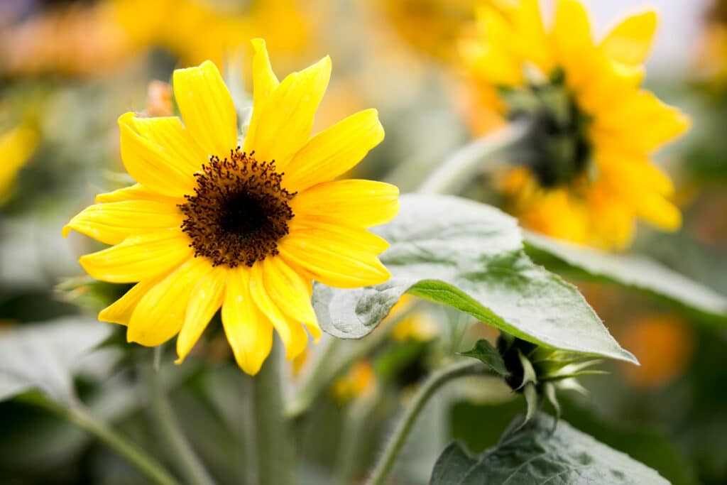 parts of sunflower diagram parts of sunflower diagram